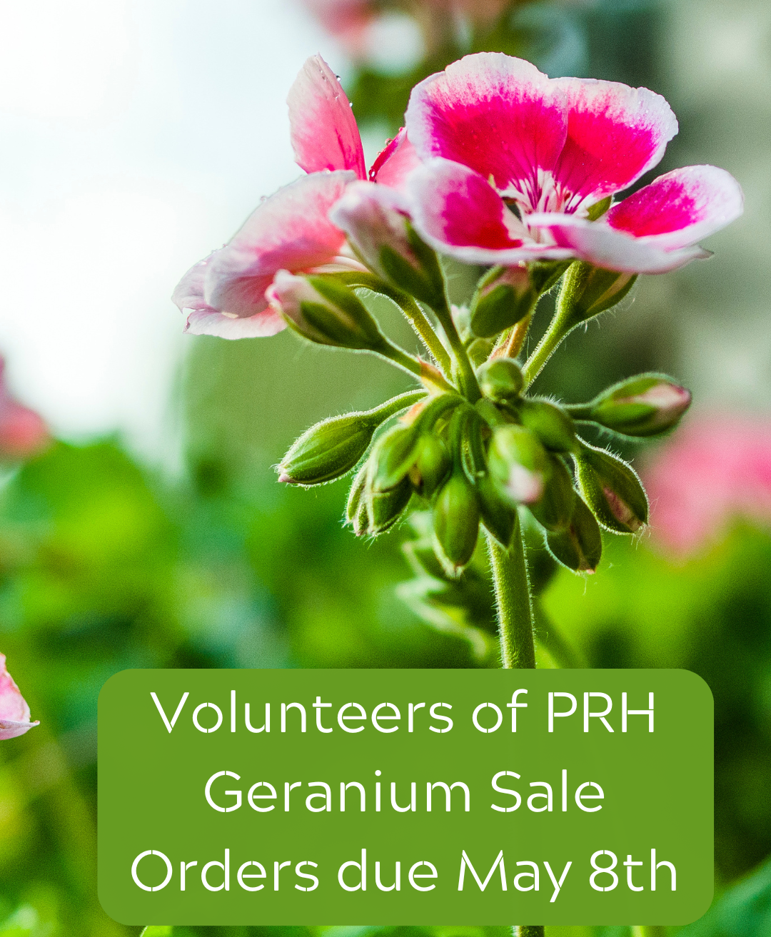 Volunteers of PRH Geranium Sale